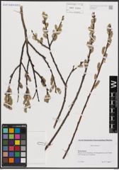 Foto von Salix cinerea L.